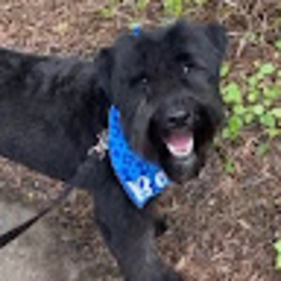 Meet your Posher, David - Picture 1 of 1